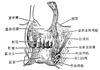 直肠肛管解剖图